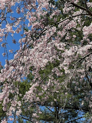 桜➀