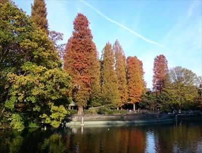 井の頭公園