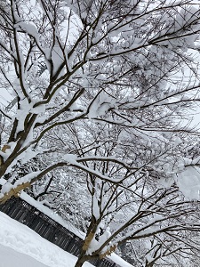 雪景色