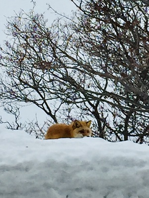 きつねさん