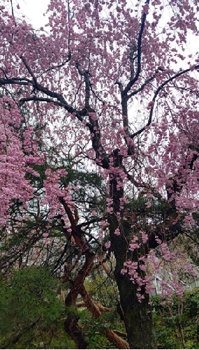 桜